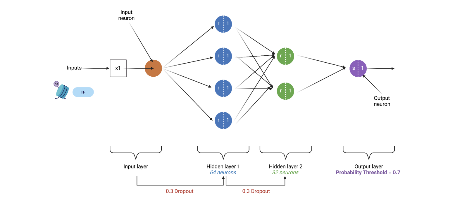 Neural Network Research